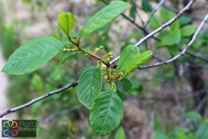 Frangula alnus (2)